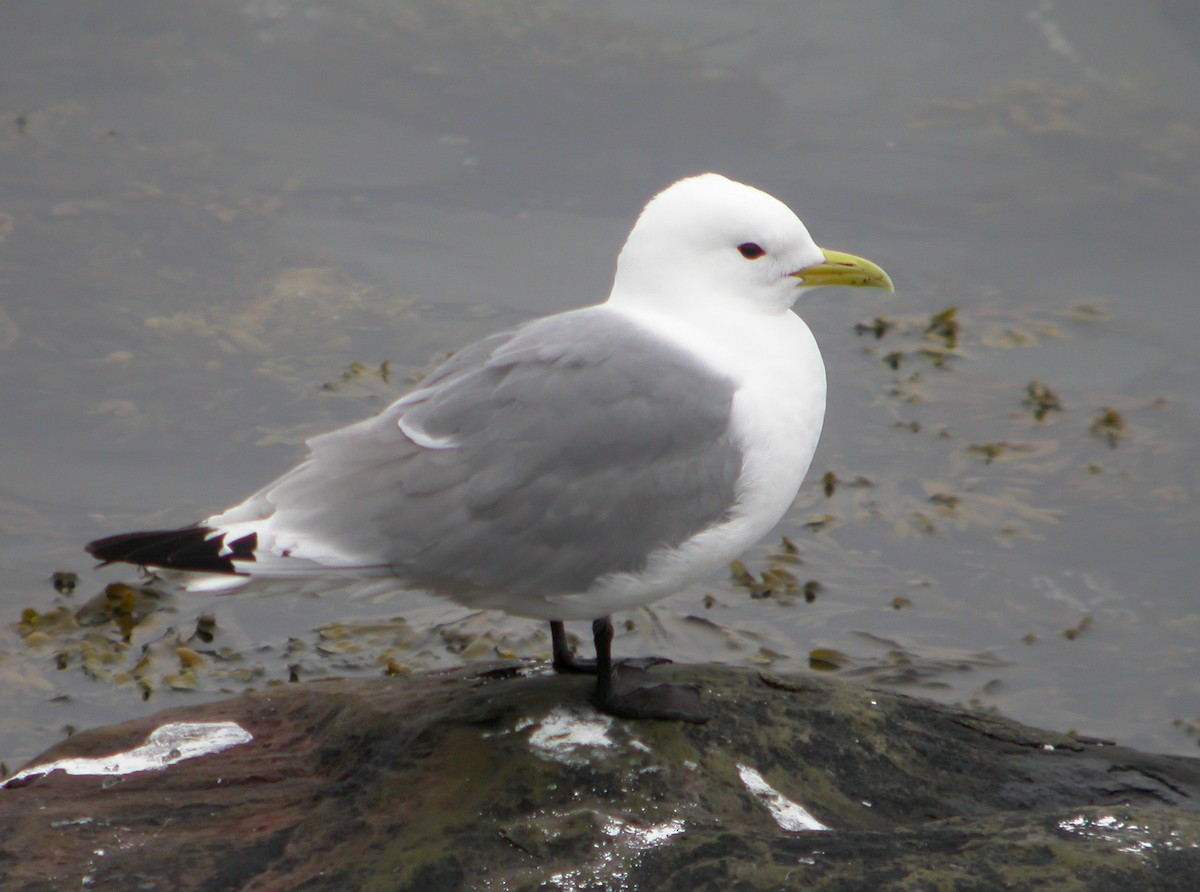 Mouette tridactyle - ML617264975