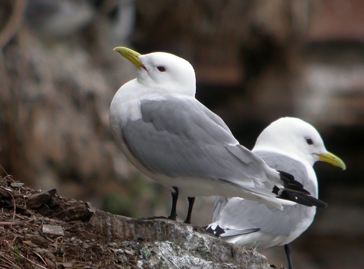 Mouette tridactyle - ML617264976