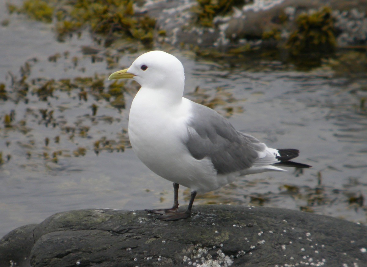 Mouette tridactyle - ML617264977