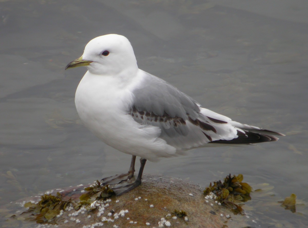 Mouette tridactyle - ML617264978