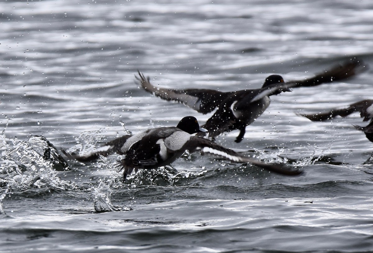 Lesser Scaup - Patricia Zucco