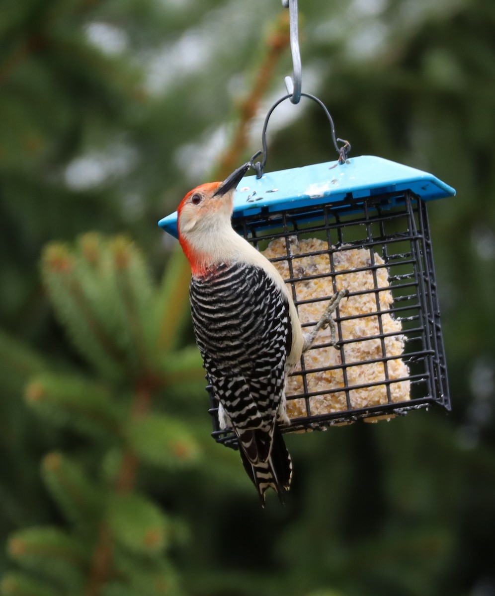 Red-bellied Woodpecker - ML617265026