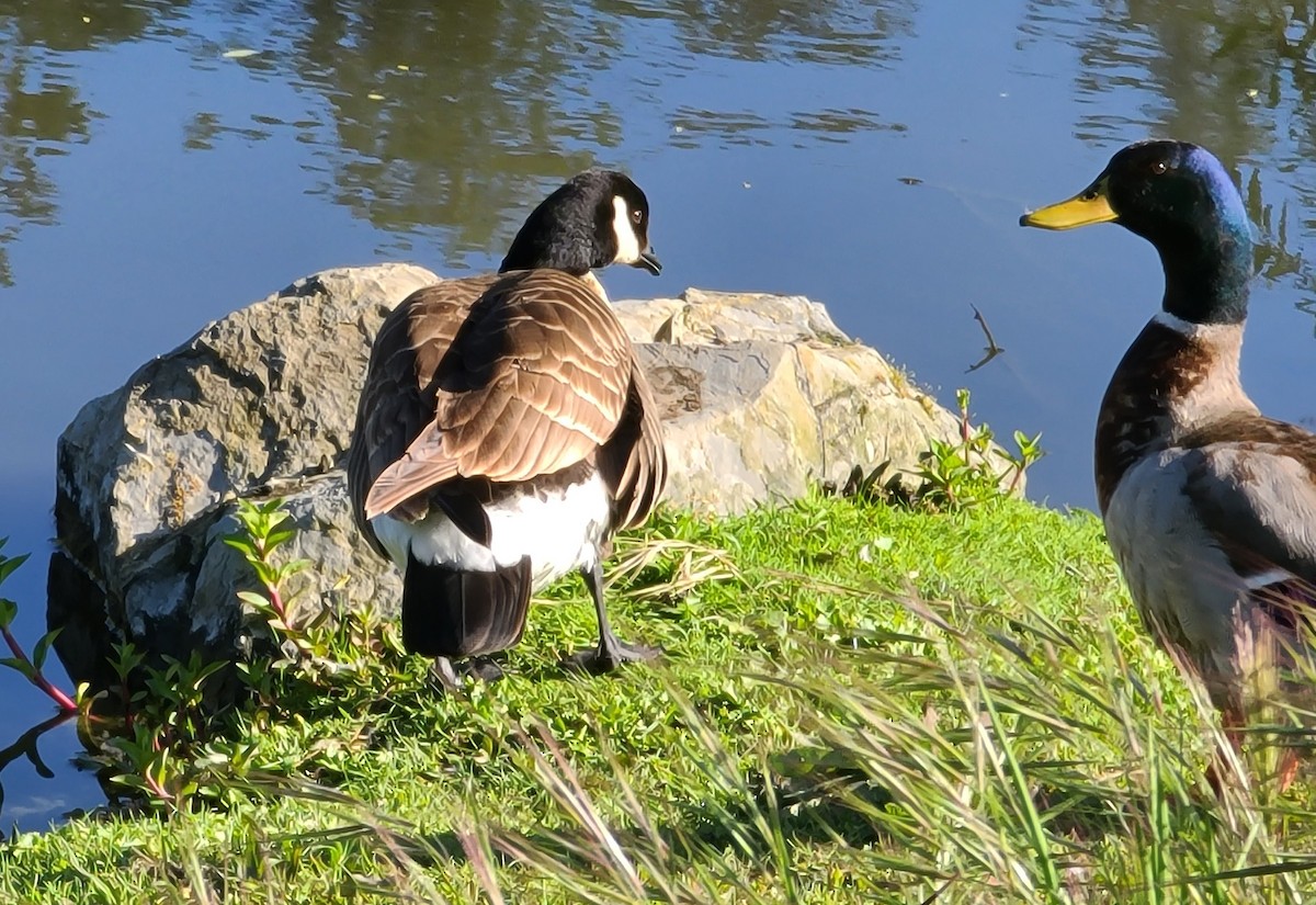 berneška malá (ssp. leucopareia) - ML617265072