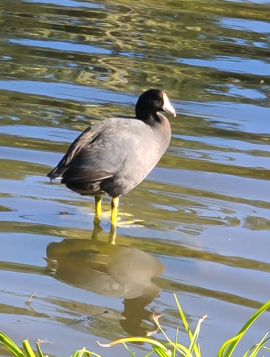 American Coot - ML617265083