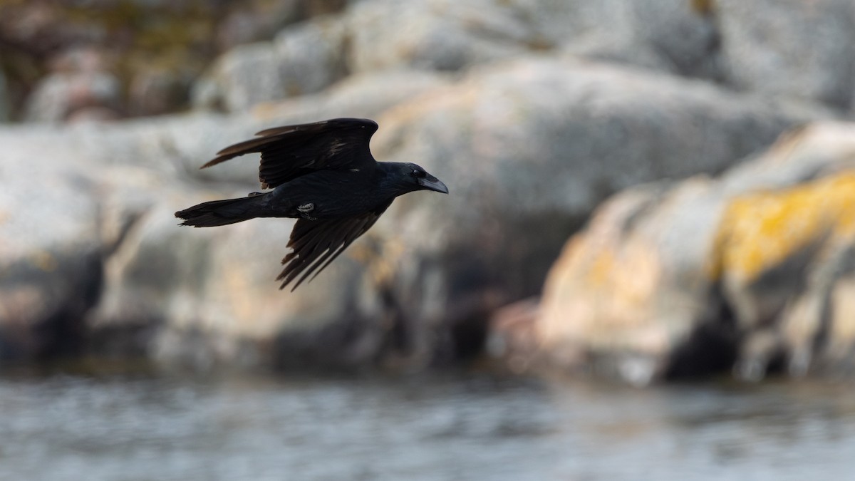 Common Raven - Martti Siponen