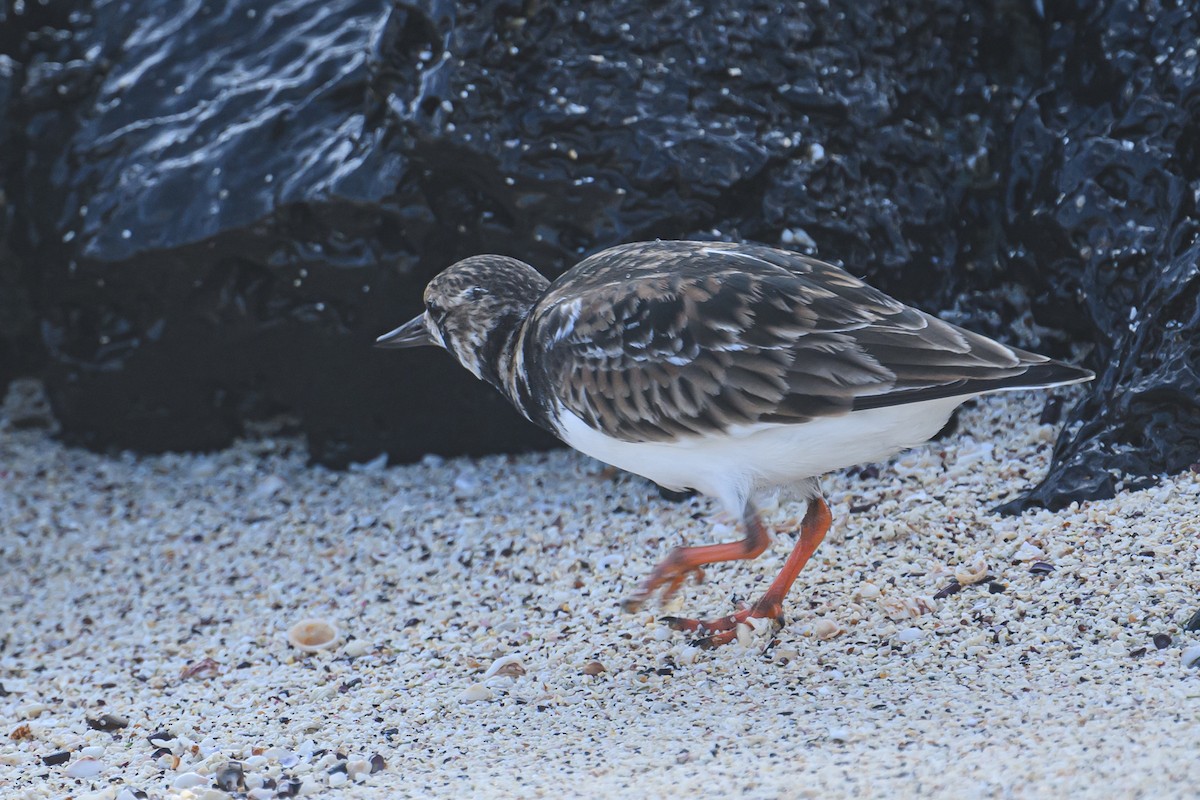 Ruddy Turnstone - ML617265168