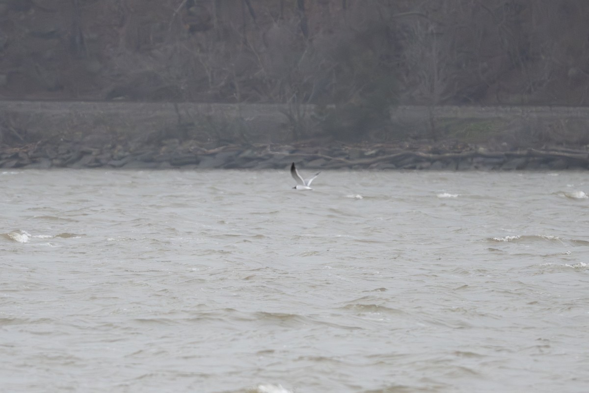 Laughing Gull - ML617265183