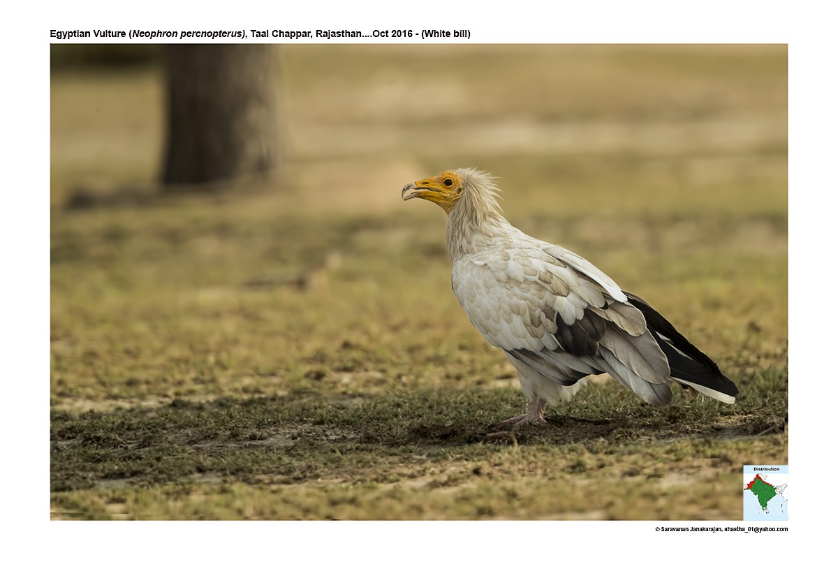 Egyptian Vulture - ML617265262