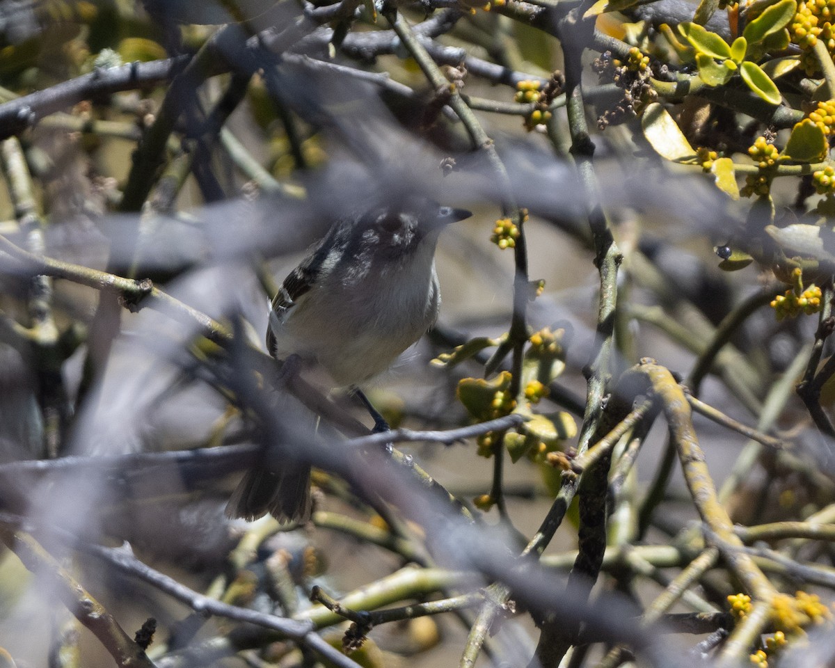 Dwarf Vireo - ML617265276