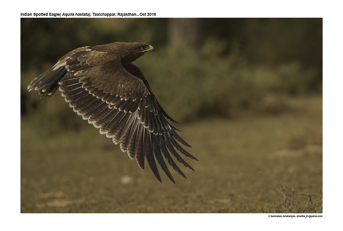 Indian Spotted Eagle - ML617265282