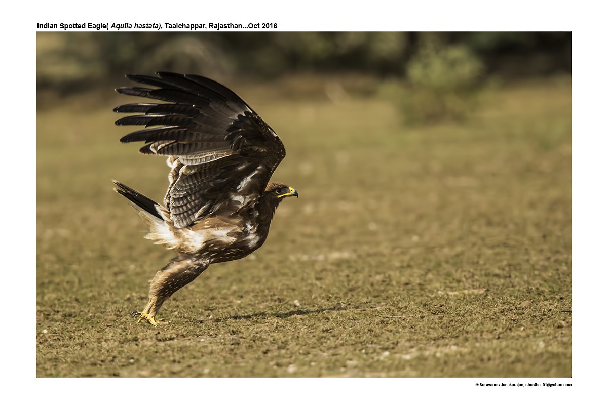 Indian Spotted Eagle - ML617265283