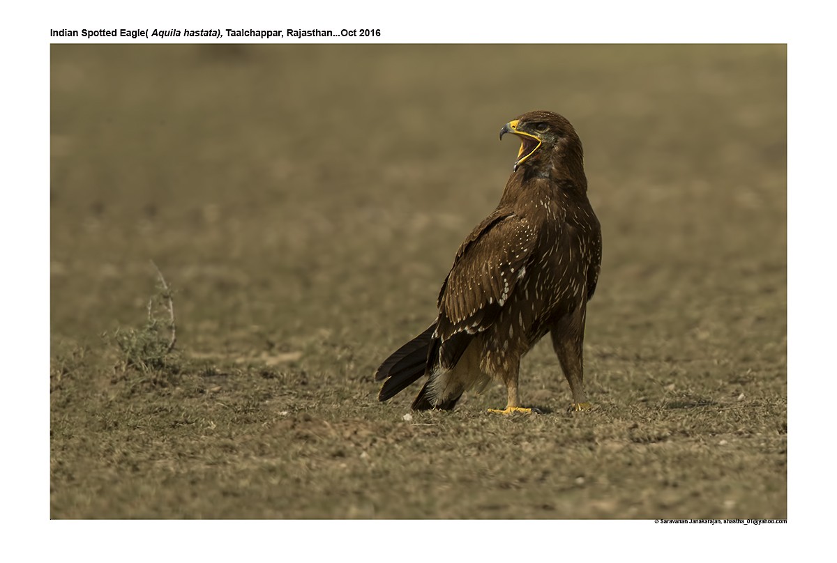 Indian Spotted Eagle - ML617265284