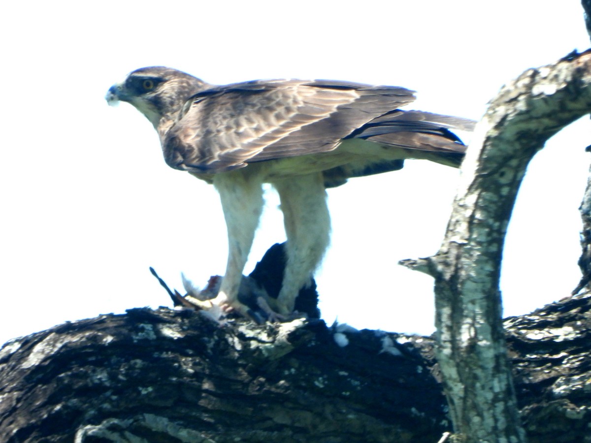 Ayres's Hawk-Eagle - Doris  Schaule