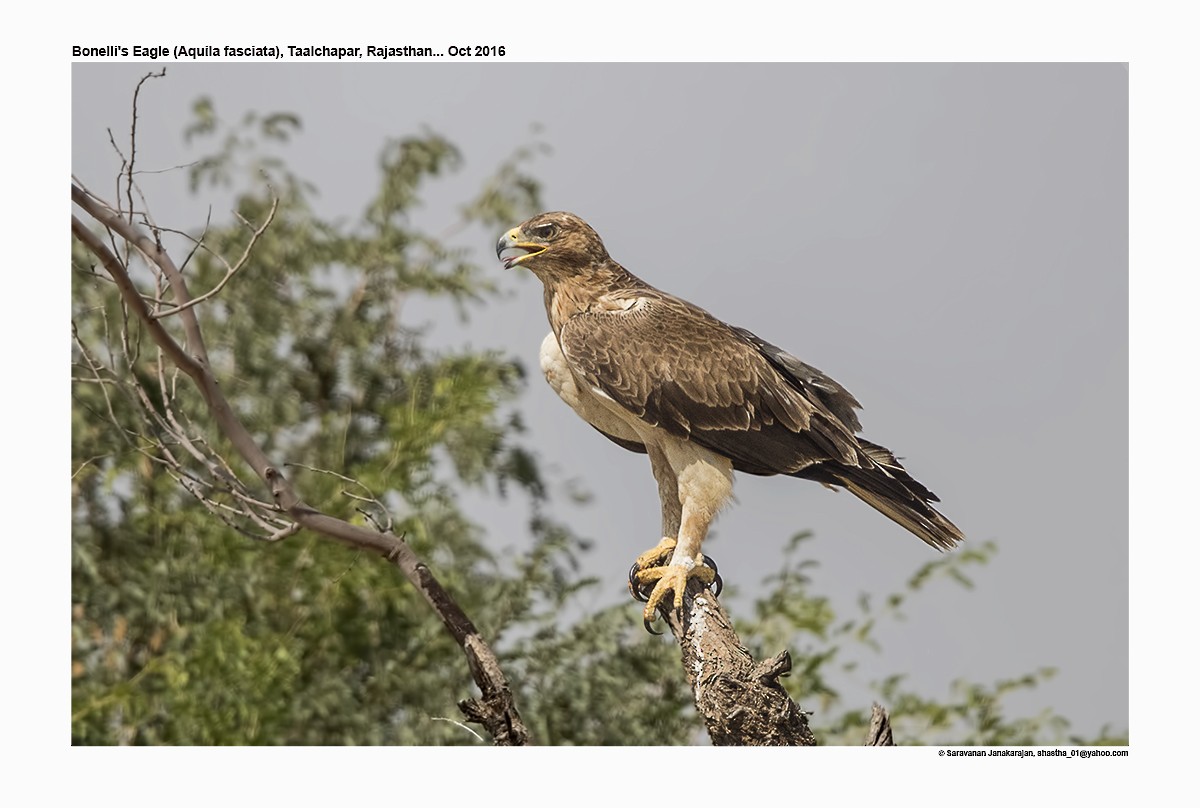 Bonelli's Eagle - ML617265293