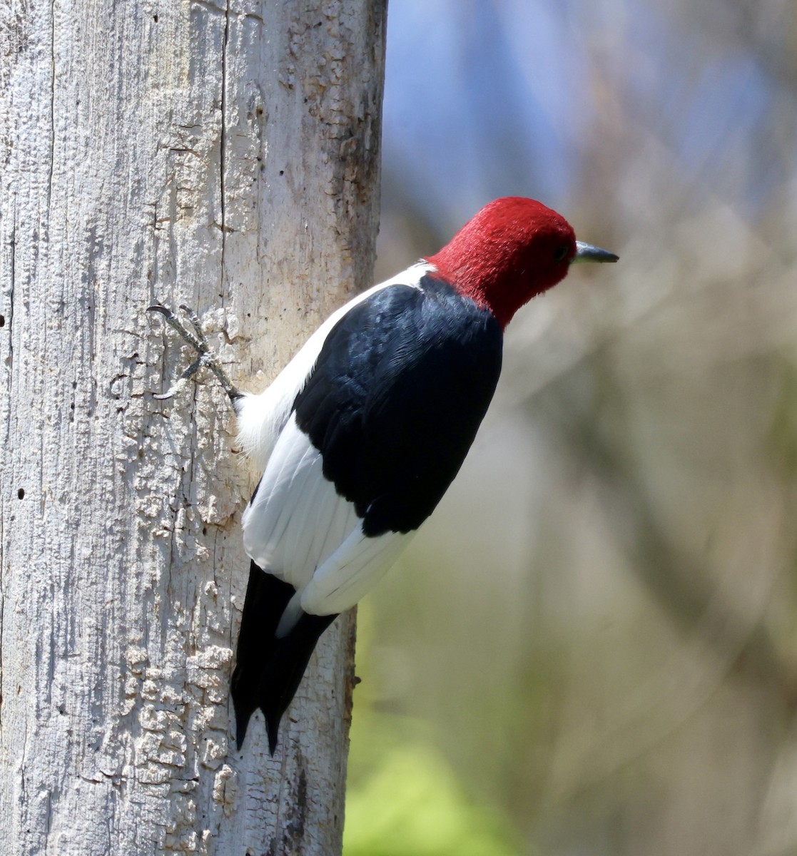Red-headed Woodpecker - ML617265304