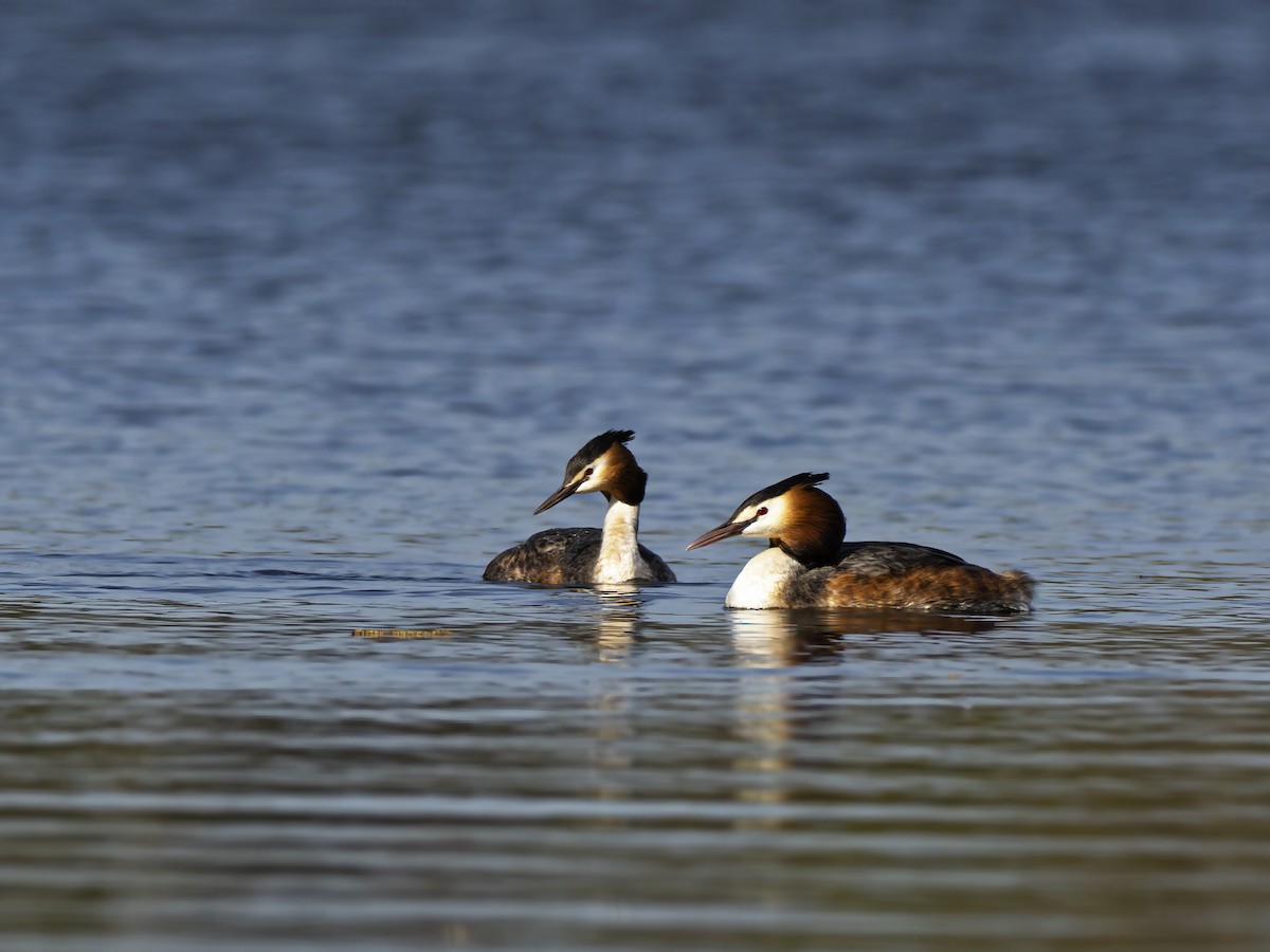 Great Crested Grebe - Radek Papranec