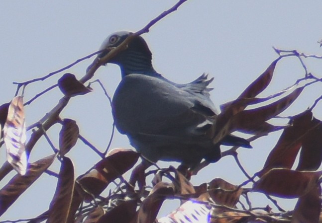 Pigeon à couronne blanche - ML617265312