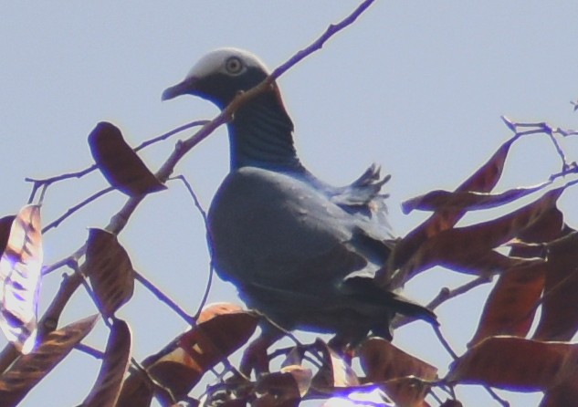 Pigeon à couronne blanche - ML617265318