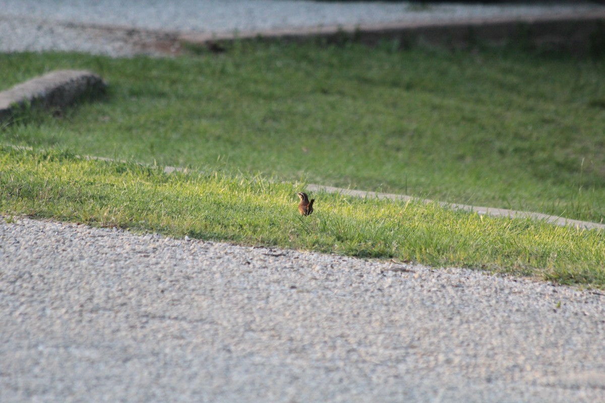 Carolina Wren - ML617265350