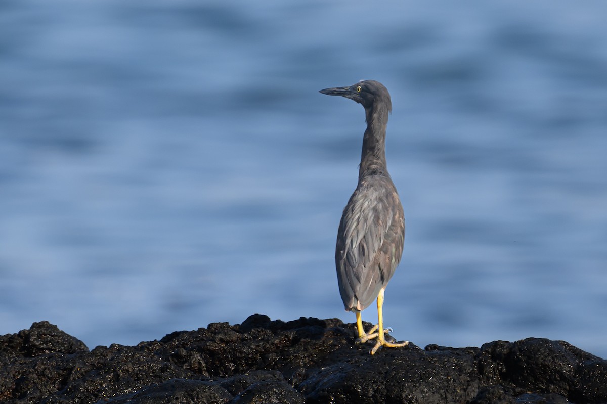 Striated Heron - ML617265383