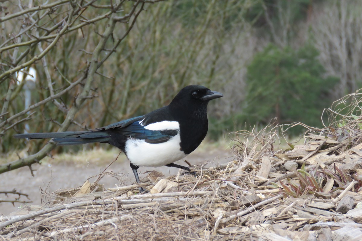 Eurasian Magpie - ML617265407