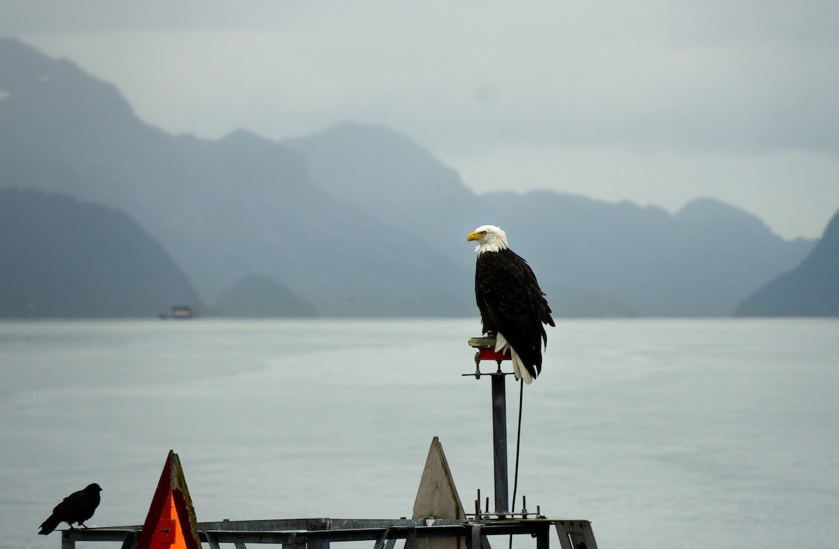 Bald Eagle - Timothy Flynn