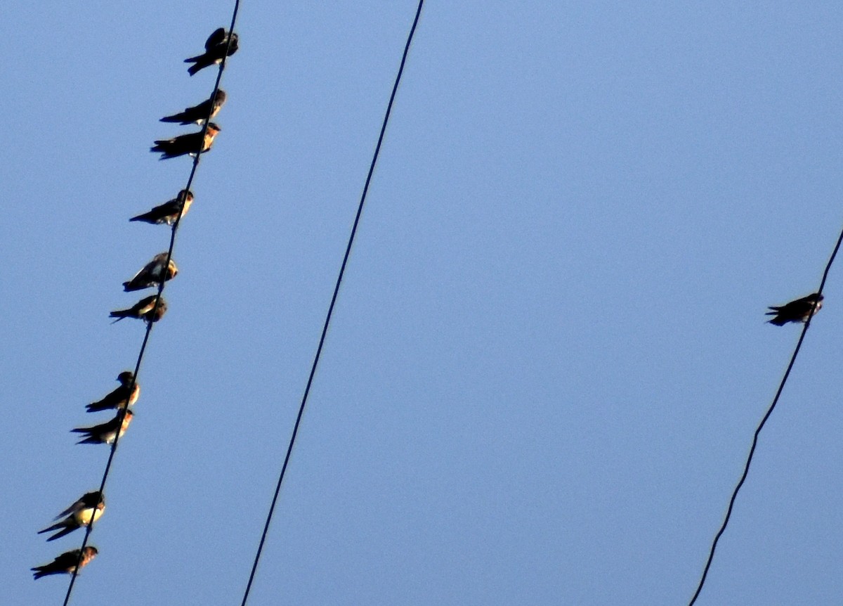 Barn Swallow - Luis Munoz