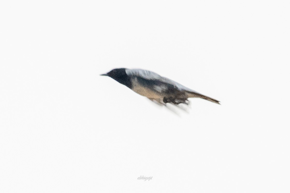 Black-headed Cuckooshrike - Abhishek Gupta