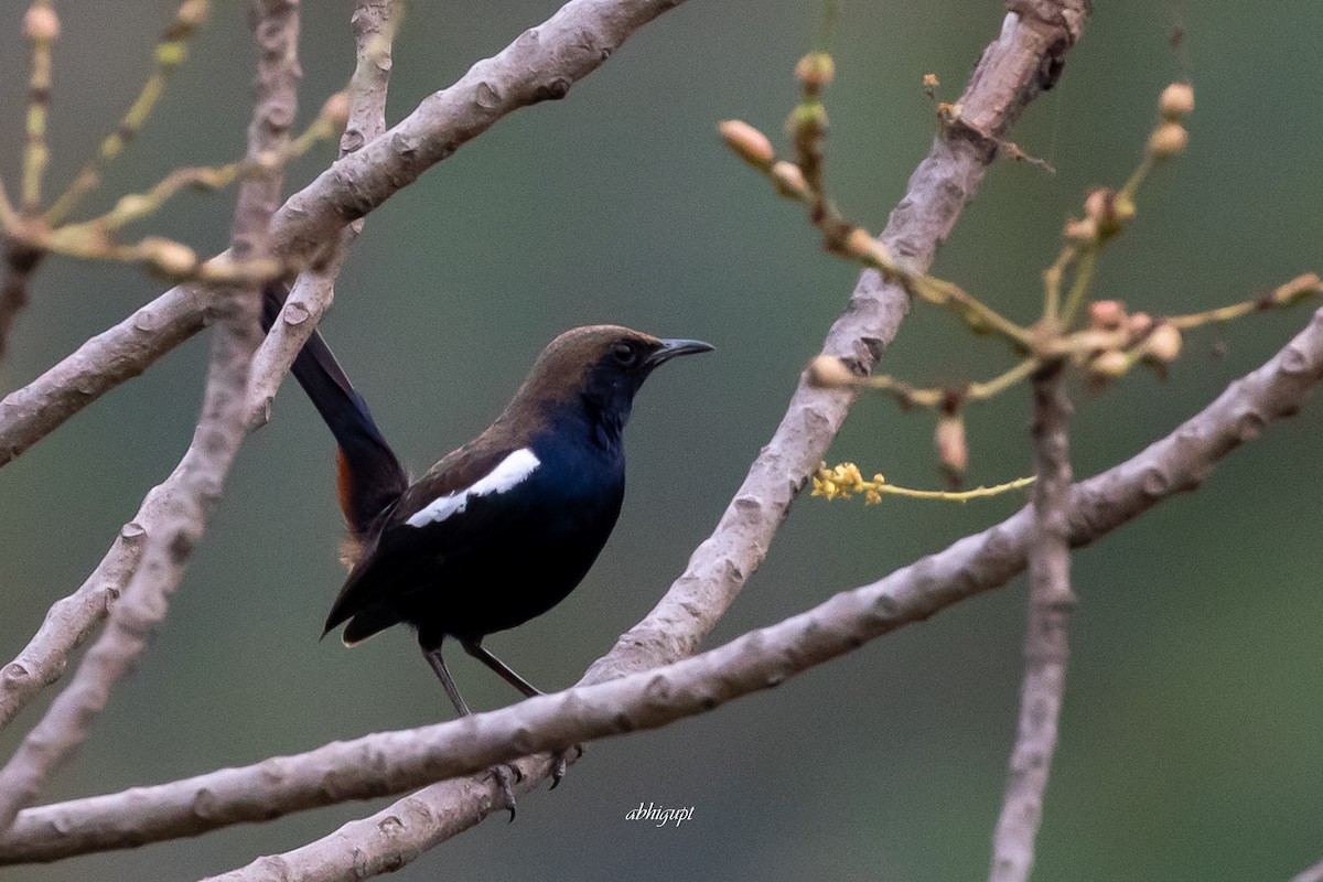 Indian Robin - Abhishek Gupta