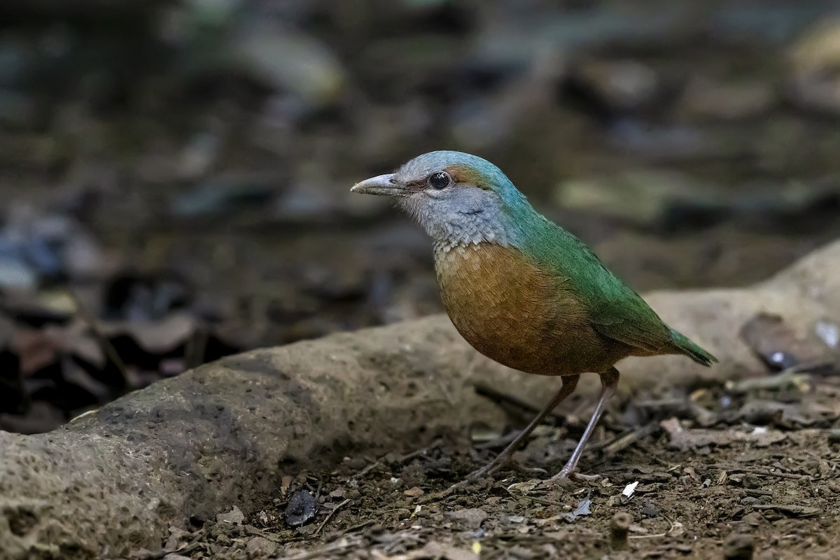 Blue-rumped Pitta - Stefan Hirsch