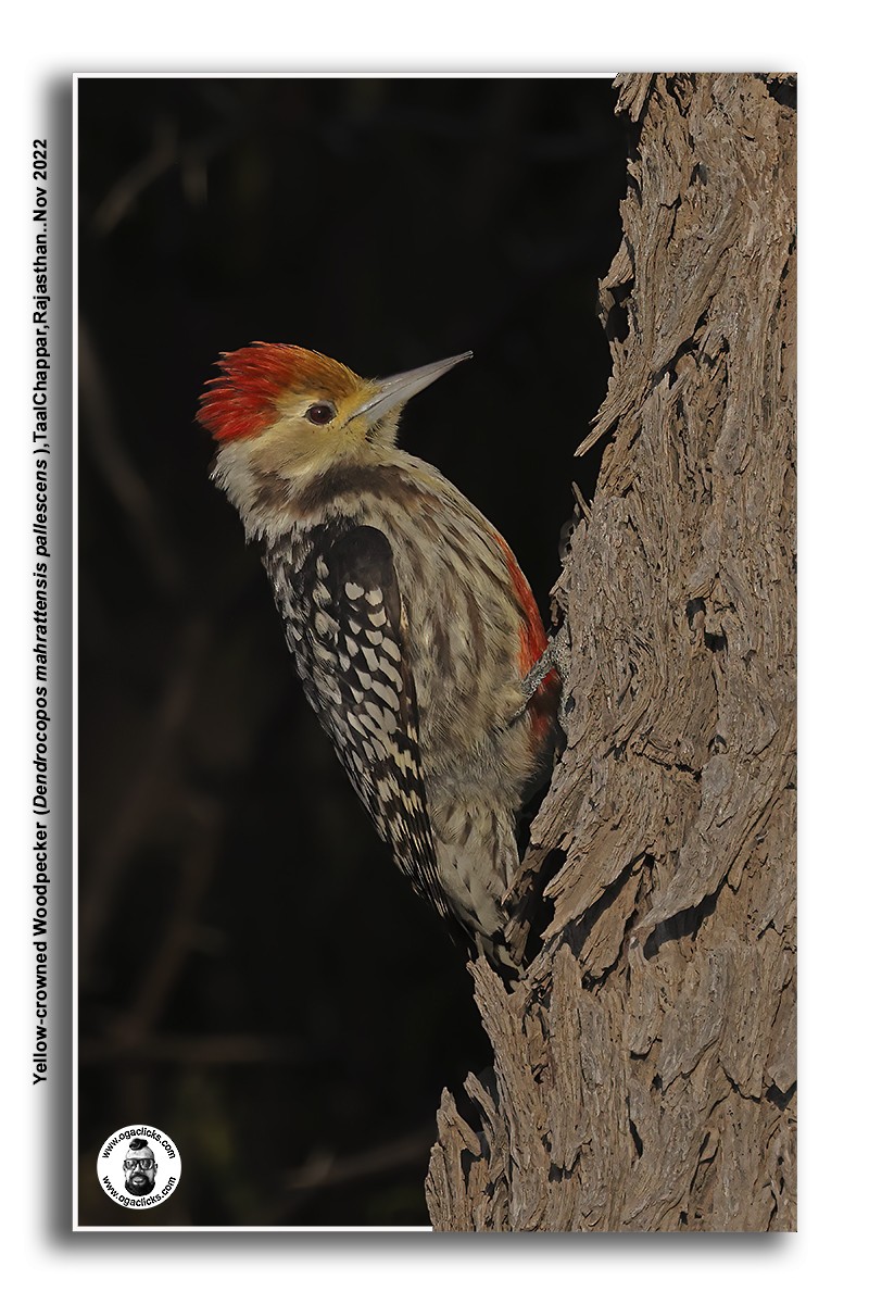 Yellow-crowned Woodpecker - ML617265509