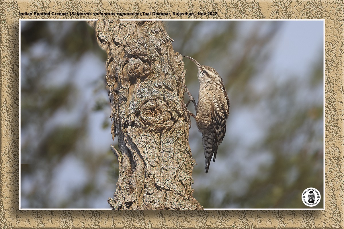 Indian Spotted Creeper - ML617265511