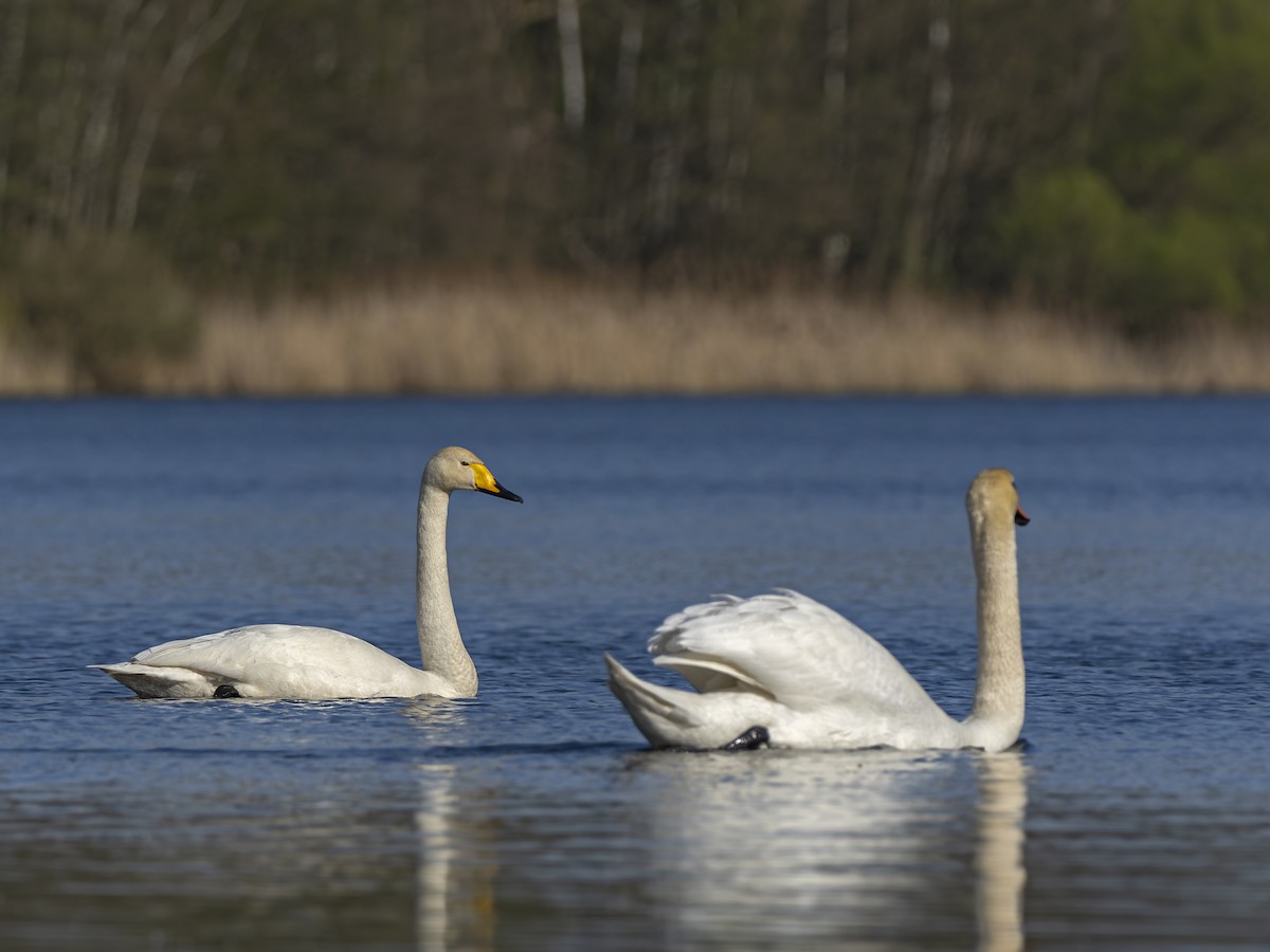 Whooper Swan - ML617265513