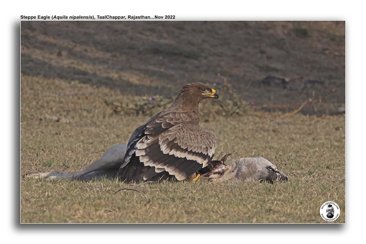 Steppe Eagle - ML617265521