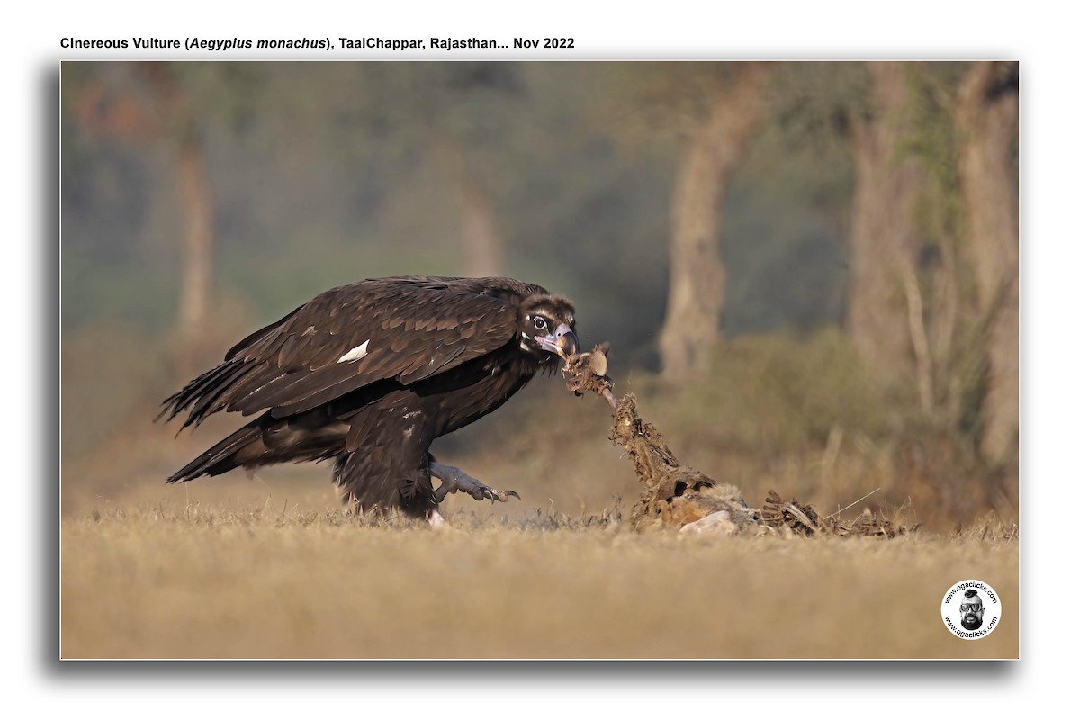 Cinereous Vulture - Saravanan Janakarajan