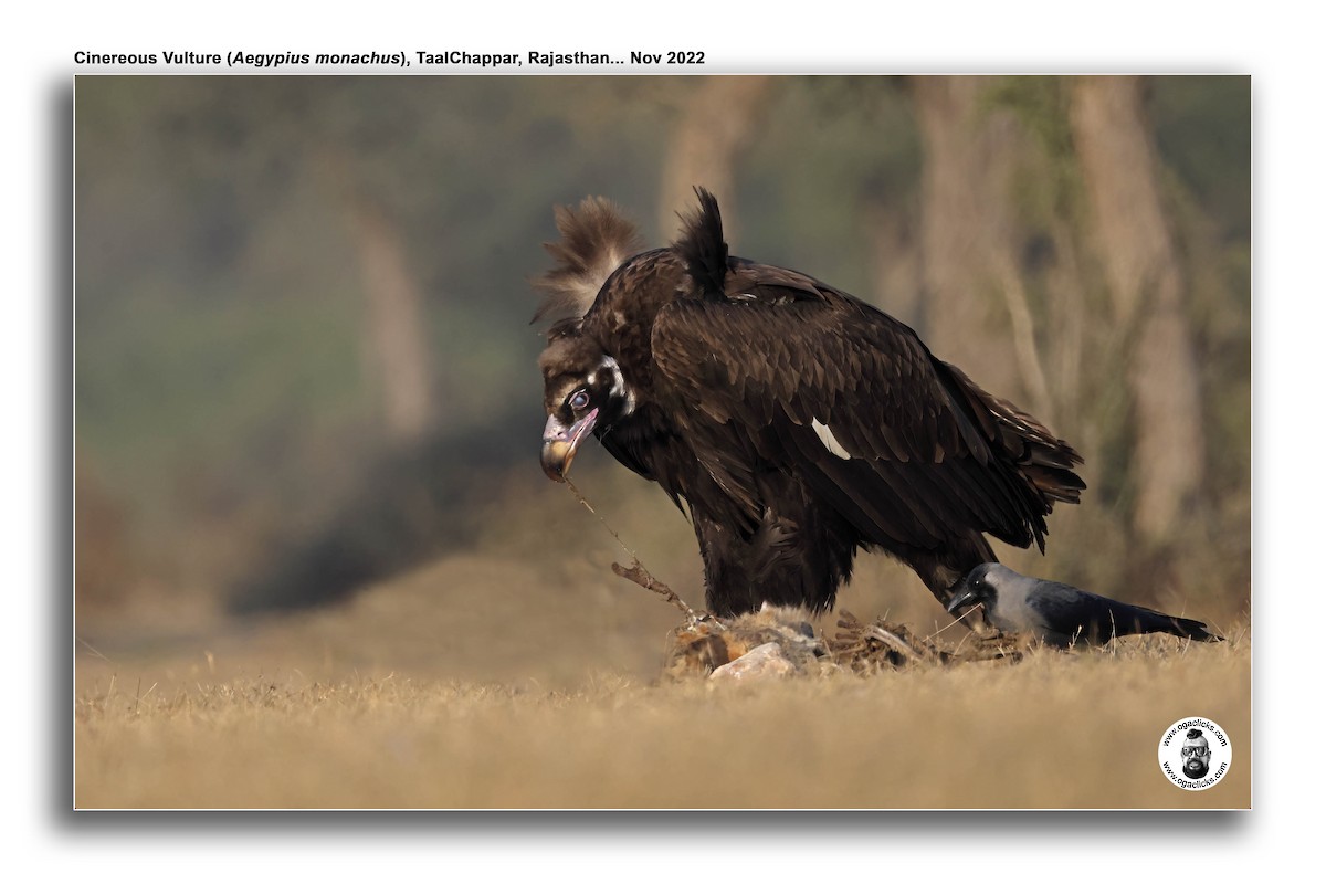 Cinereous Vulture - Saravanan Janakarajan