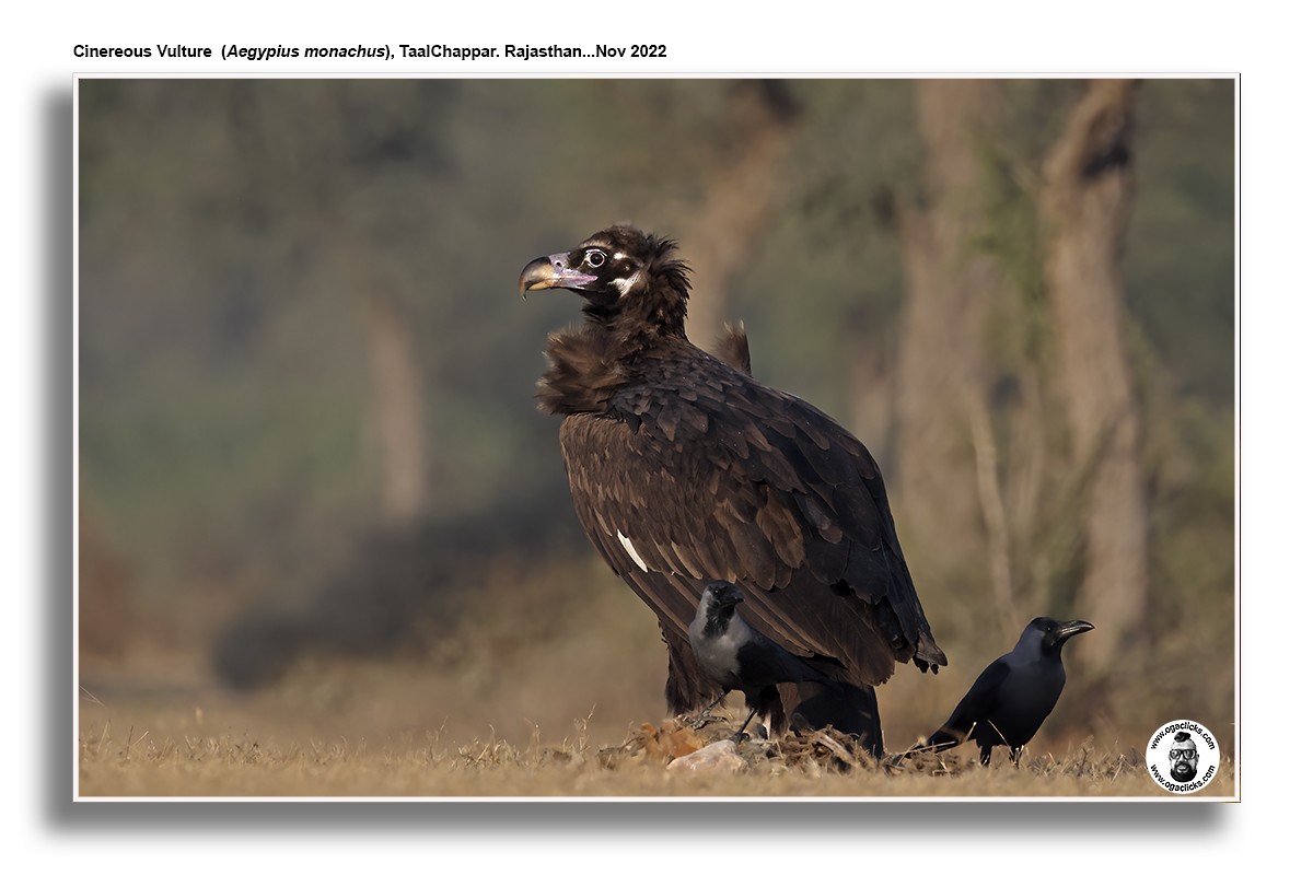 Cinereous Vulture - Saravanan Janakarajan