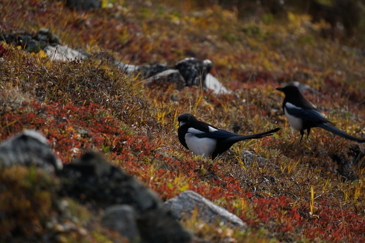 Black-billed Magpie - Timothy Flynn