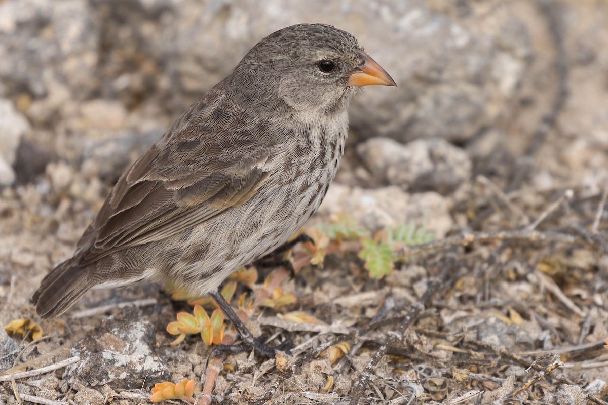 Medium Ground-Finch - Alex Lamoreaux