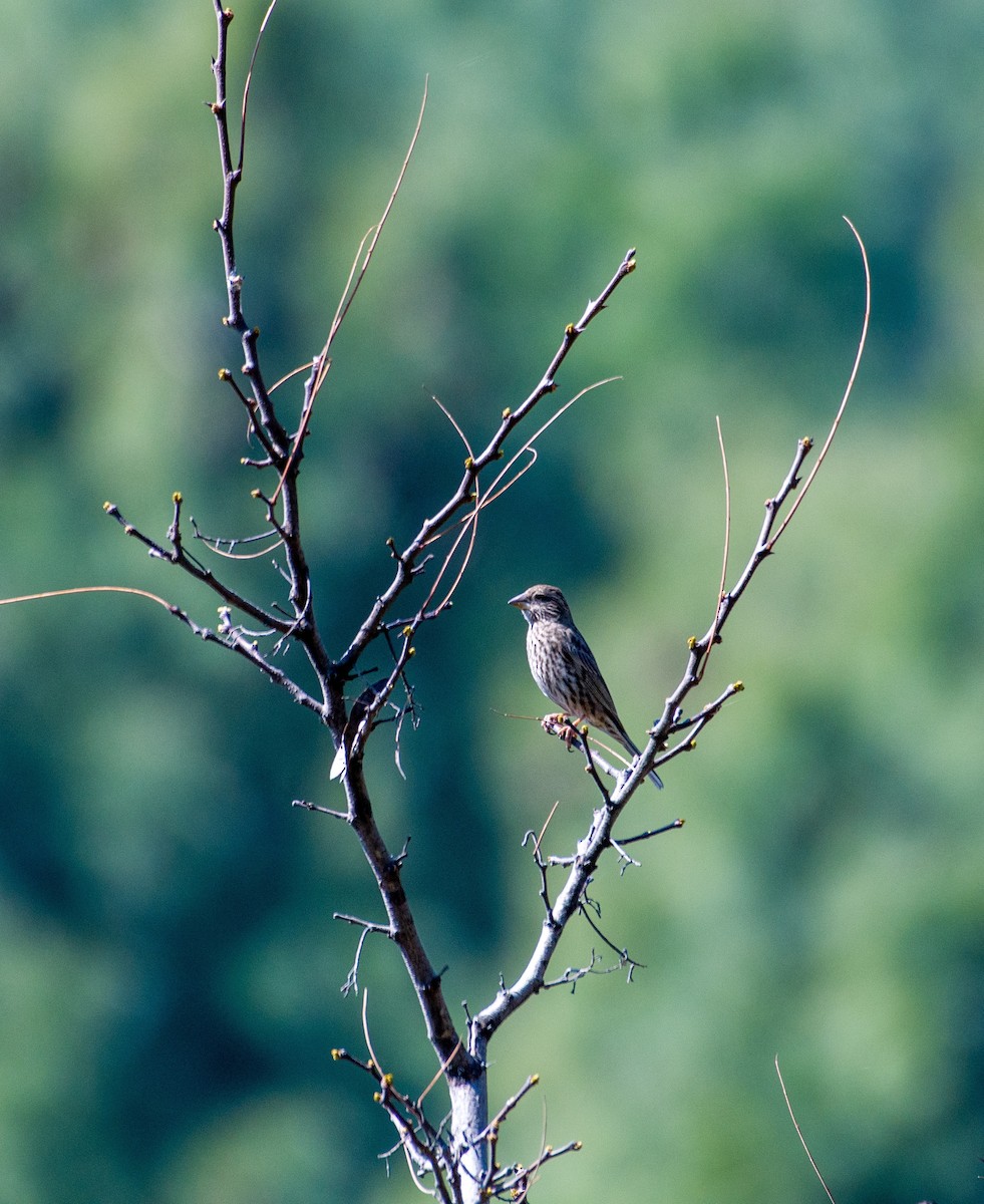 Blyth's Rosefinch - Mushtaq Joo