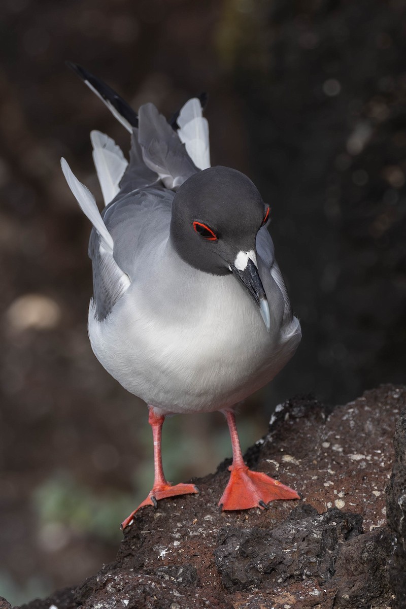 Swallow-tailed Gull - ML617265598