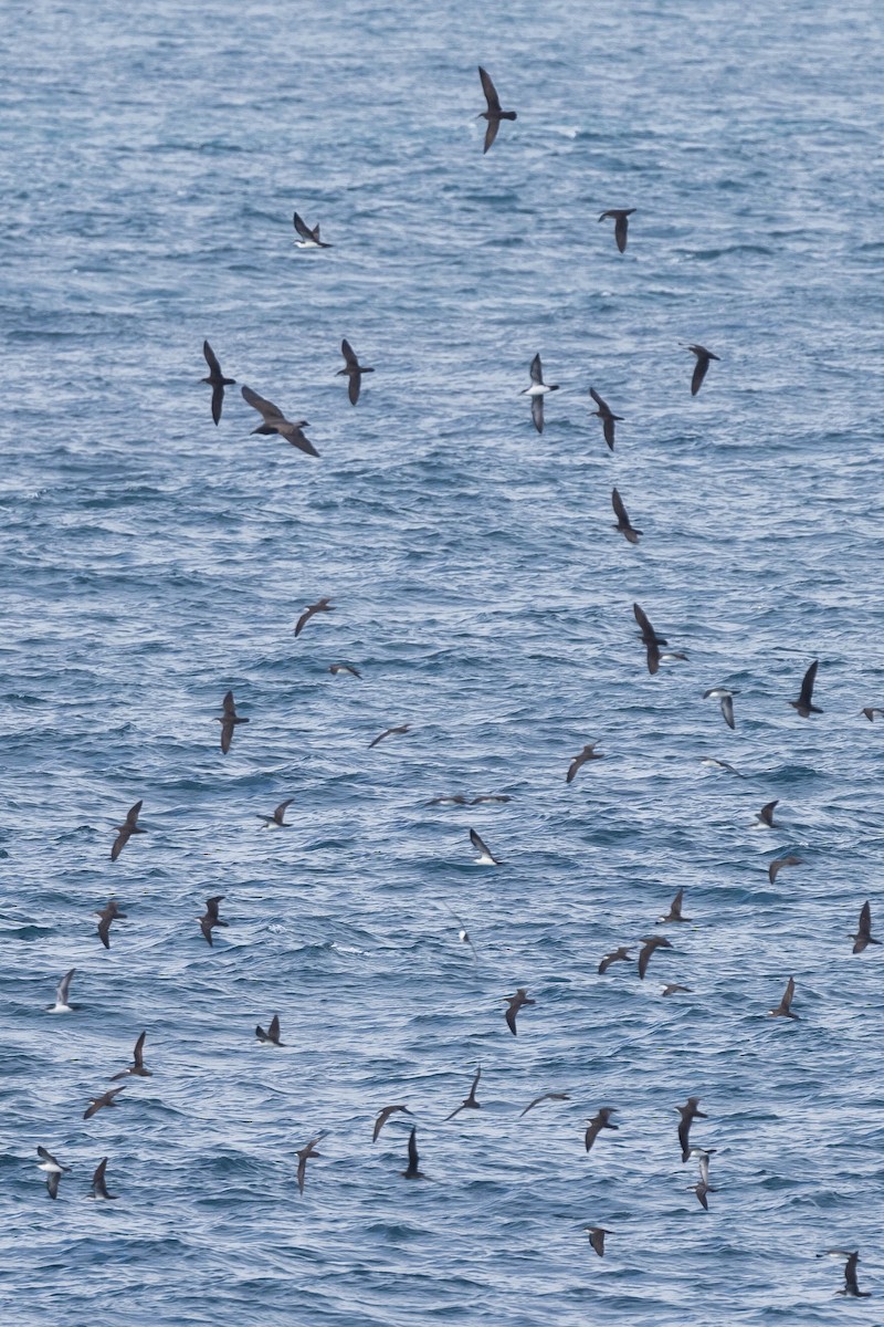 Galapagos Shearwater - Alex Lamoreaux