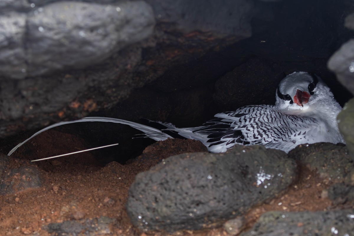 Red-billed Tropicbird - ML617265646