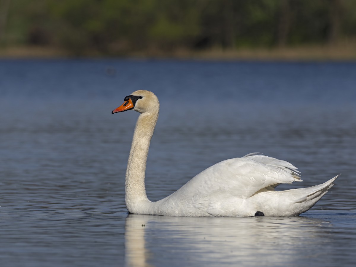 Cygne tuberculé - ML617265652