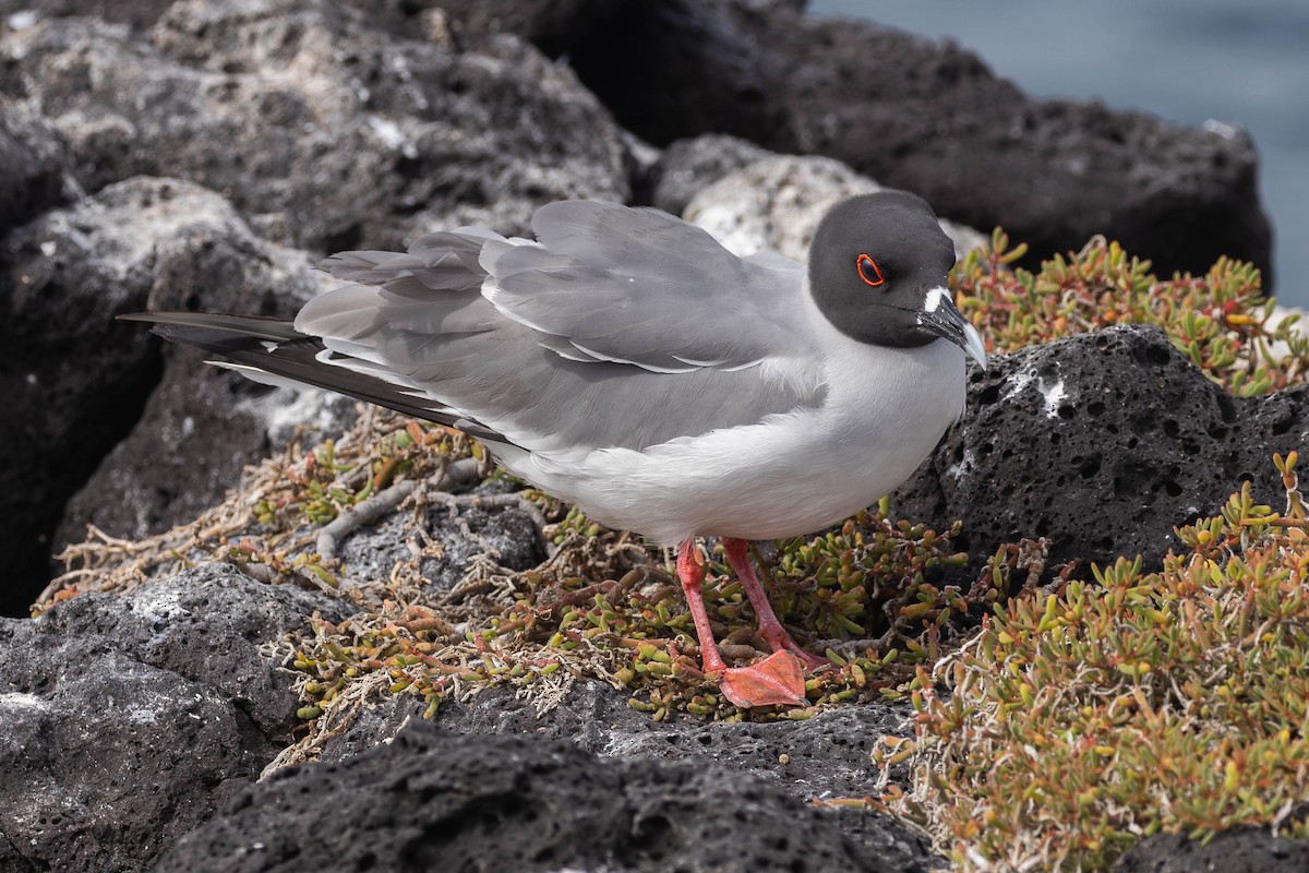 Swallow-tailed Gull - ML617265654
