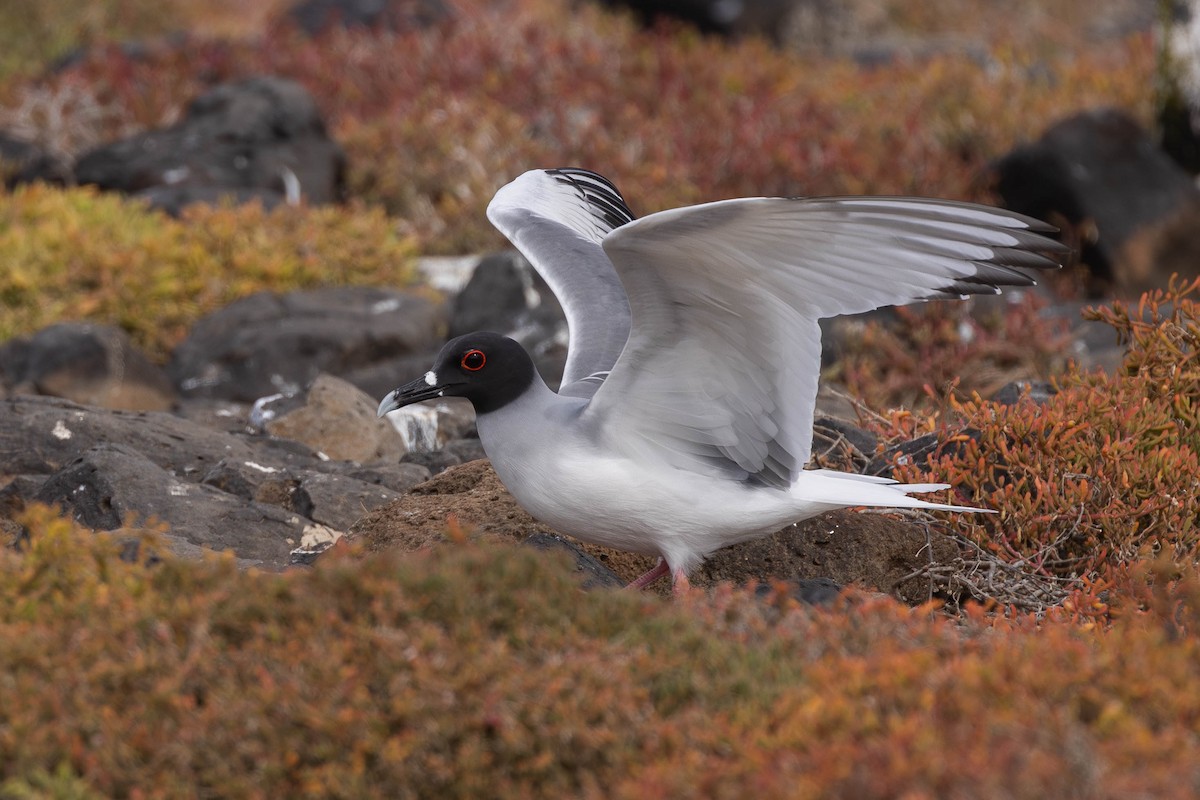 Swallow-tailed Gull - ML617265655