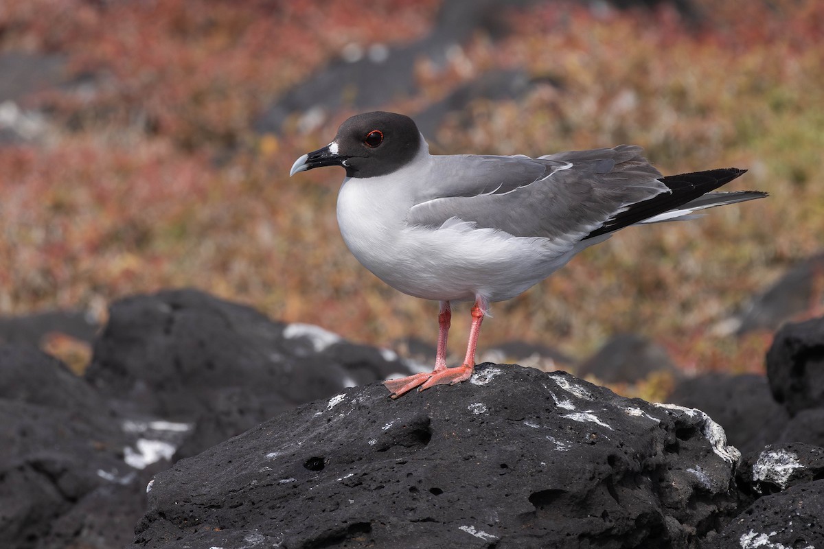Swallow-tailed Gull - ML617265658