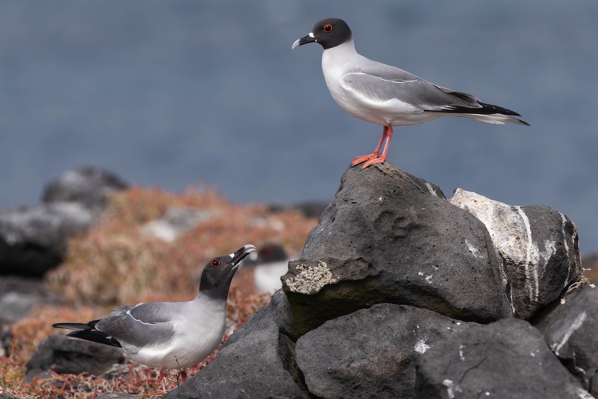 Swallow-tailed Gull - ML617265659