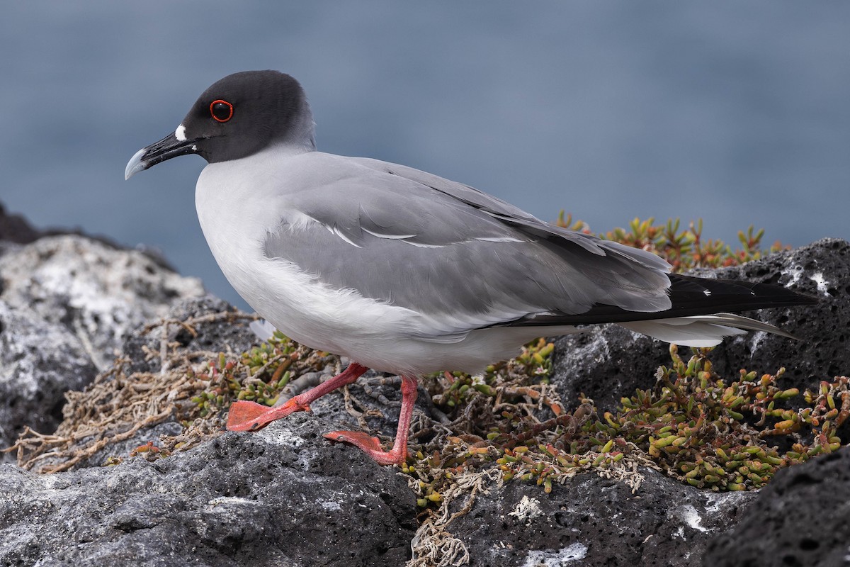 Swallow-tailed Gull - ML617265661