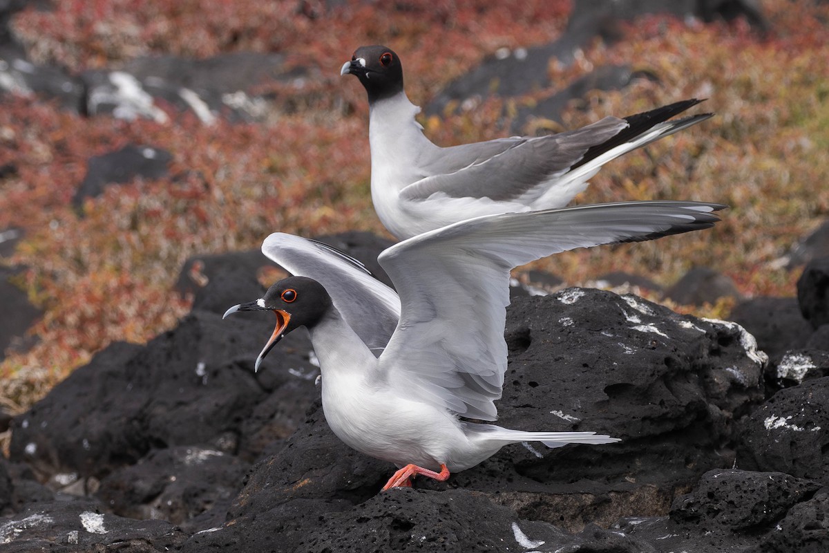 Swallow-tailed Gull - ML617265671